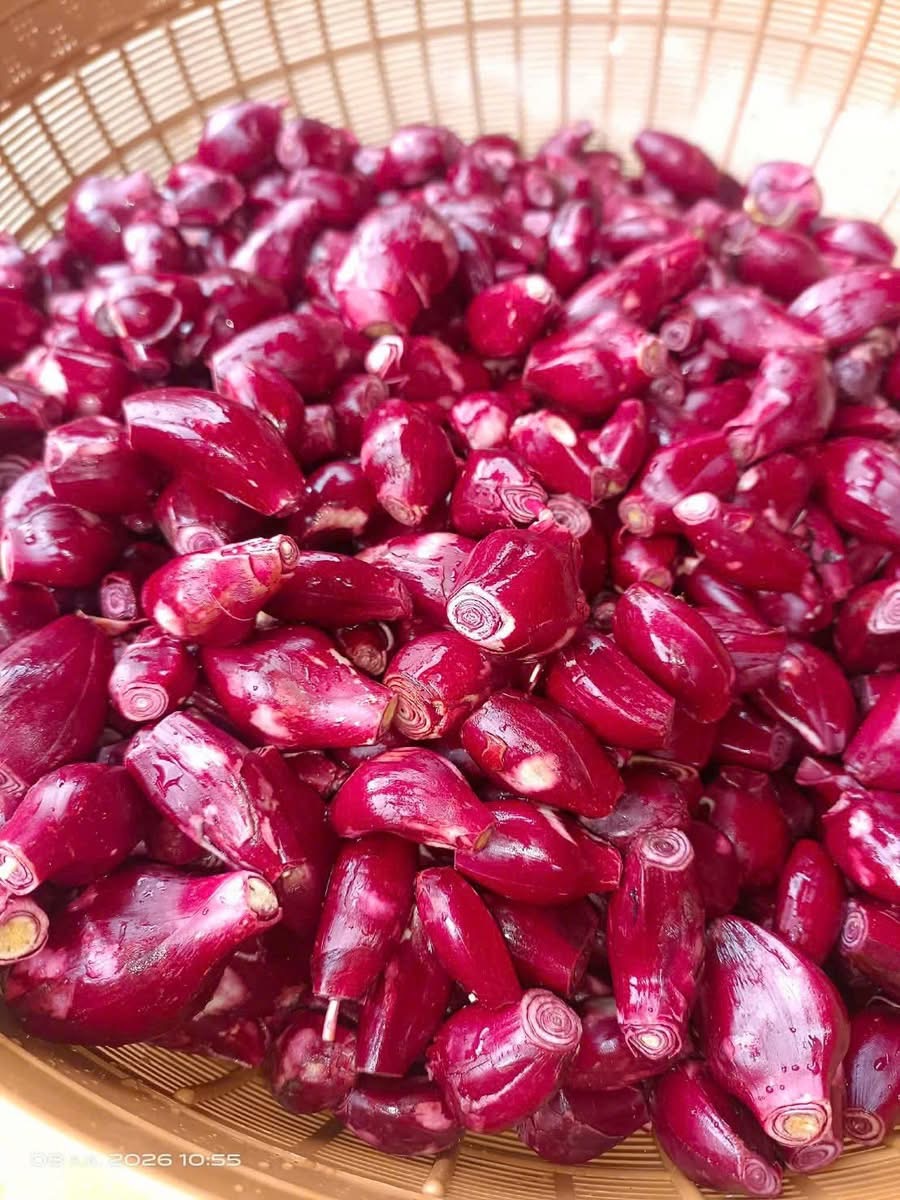 Sâm đại hành khô canh tác tự nhiên