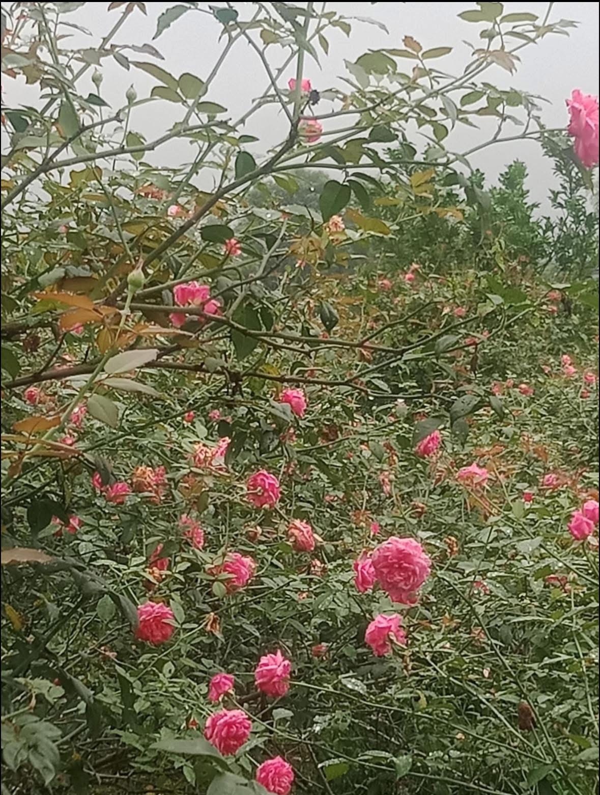 Hũ 100g trà Hoa Hồng cổ thơm ngát canh tác tự nhiên