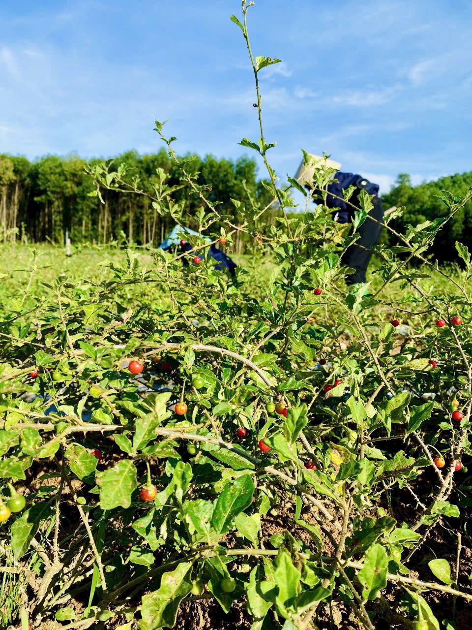 Cao Cà gai leo oganic