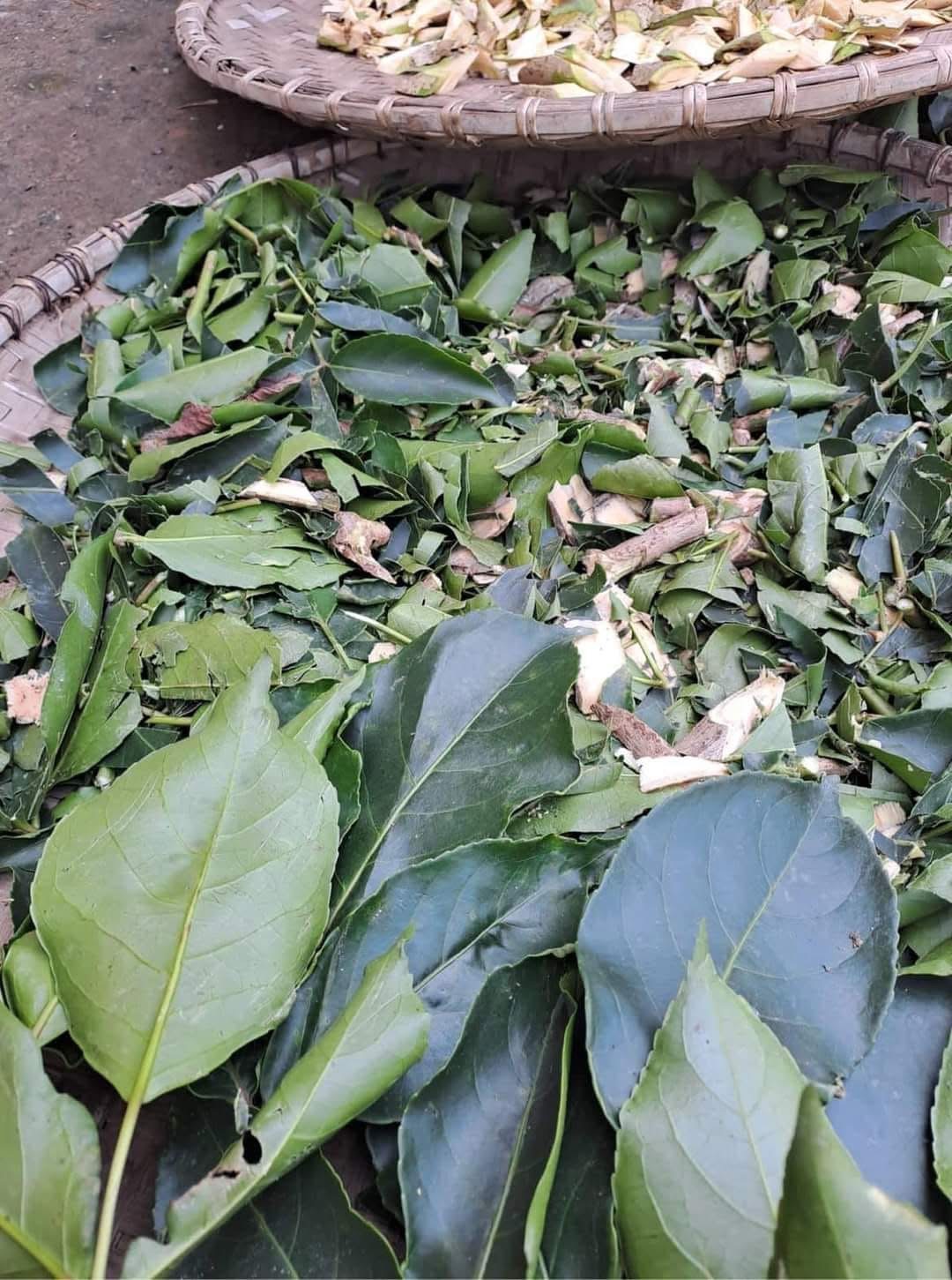 Bột cao lá nhội 100g