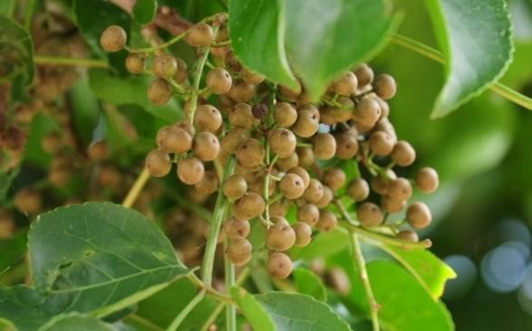 Bột cao lá nhội 100g