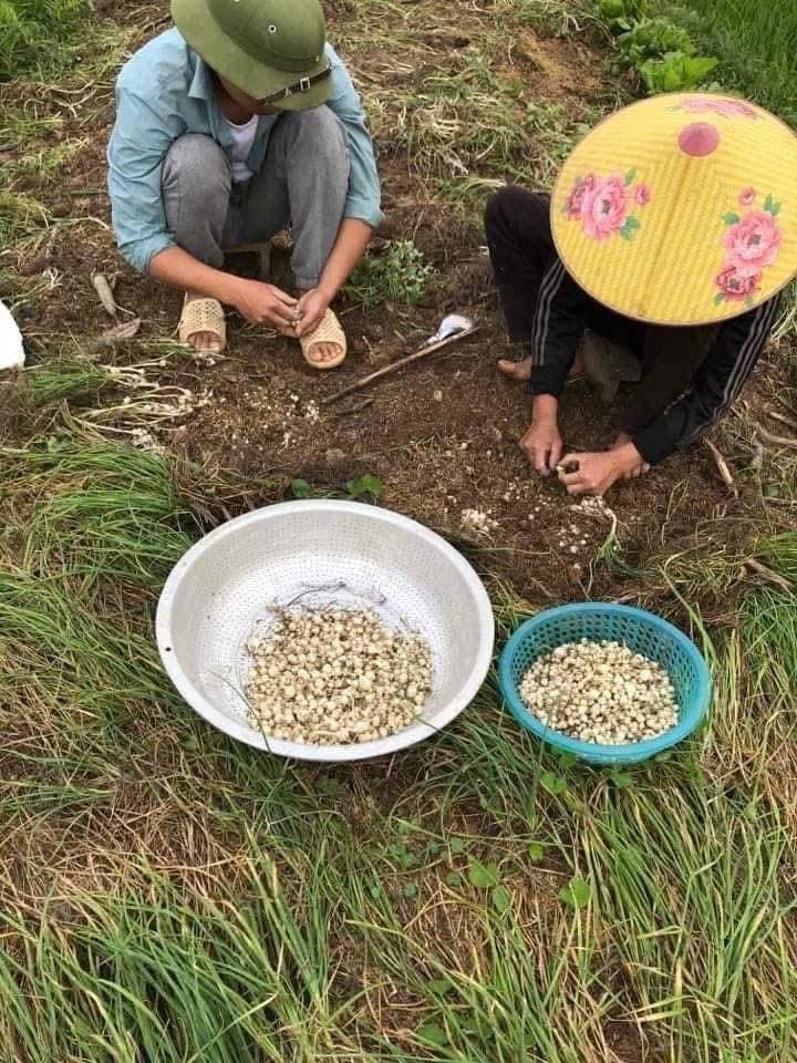 1kg Hành tăm quê nghệ an (củ nén)