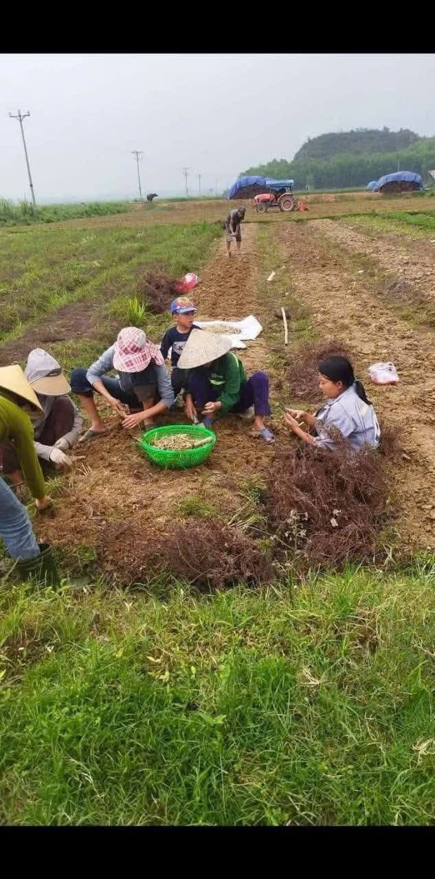 1kg Hành tăm quê nghệ an (củ nén)