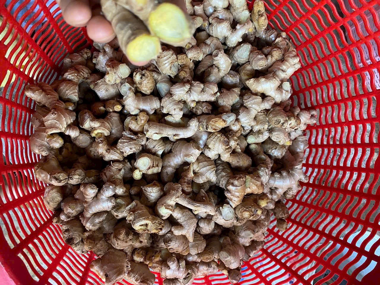 Đường Hà Thủ Ô Thảo Dược  Làm Từ Mật Mía Và Thảo Dược Tự Nhiên Hà Thủ Ô Mẫu Lệ Gừng Muối Canxi