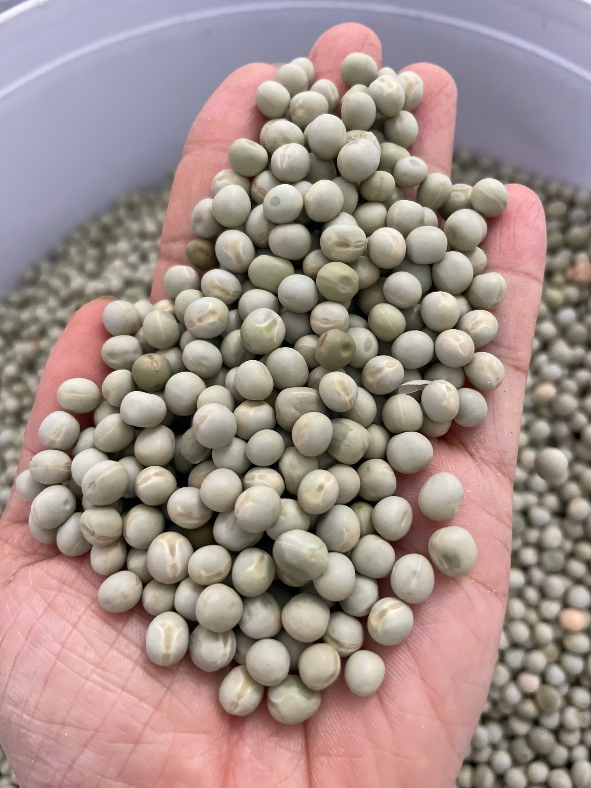 1kg đậu hà lan Quê