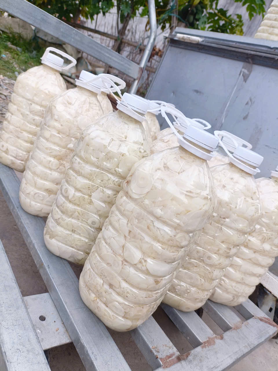 Bình 5 kg măng rừng muối