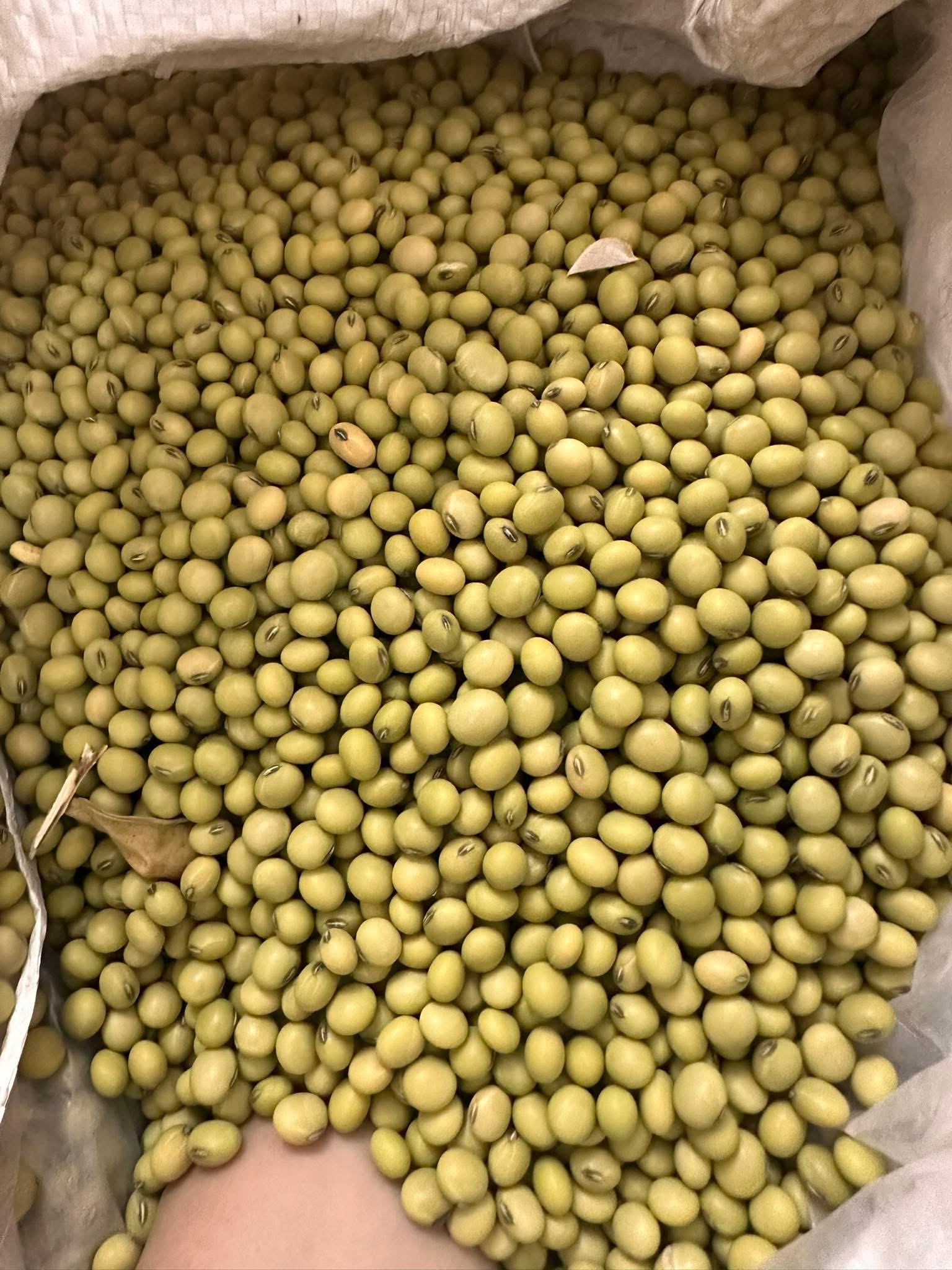 Đậu nành xanh thuần chủng 500g