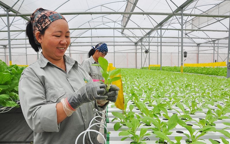 Đặc sản Tam Đảo - Khám phá các loại rau củ đặc trưng của vùng núi