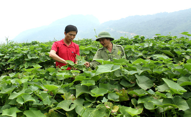 Nông sản đặc sản Tuyên Quang - Từ cam sành đến chè xanh