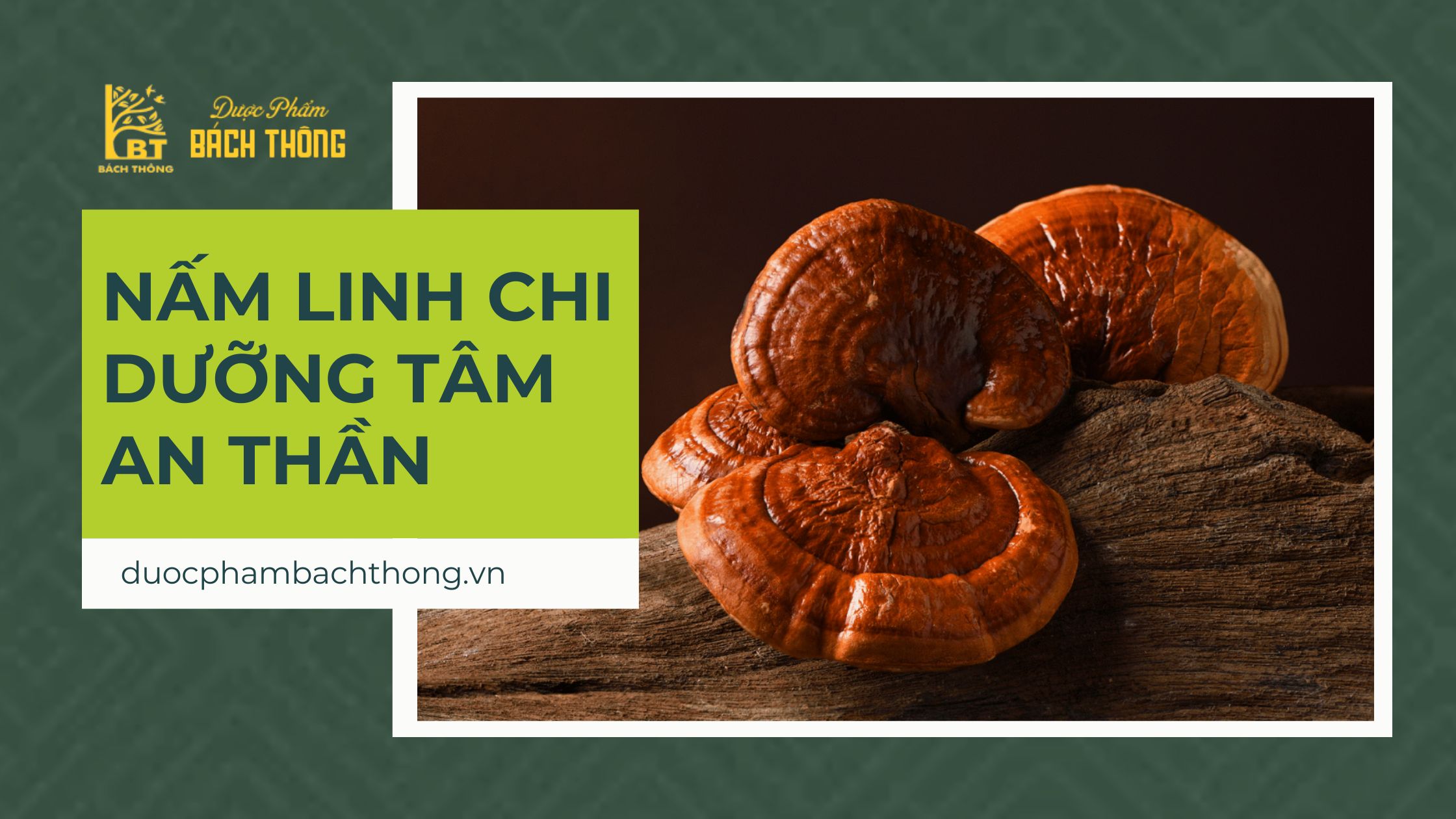 Nấm linh chi dưỡng tâm, an thần