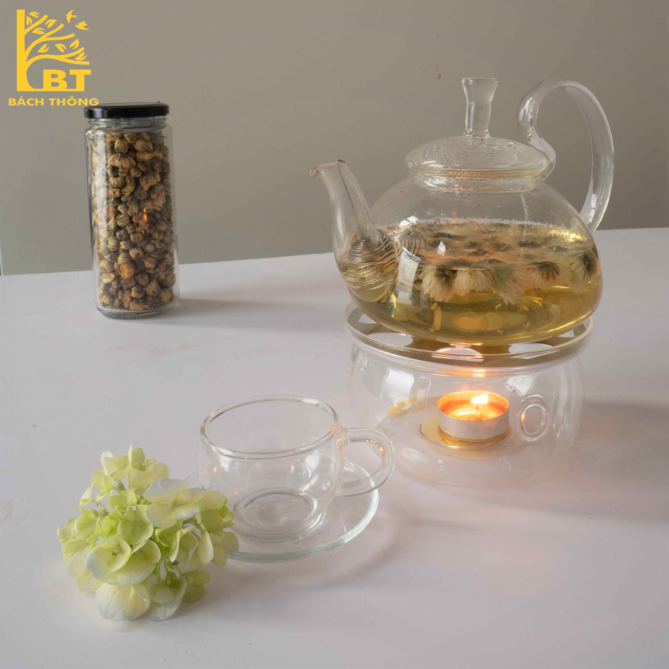 Cúc nụ - Cúc bao tử