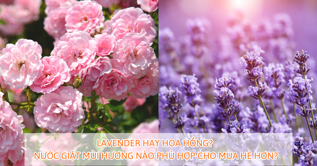 Lavender hay hoa hồng? Nước giặt mùi hương nào phù hợp cho mùa hè hơn?