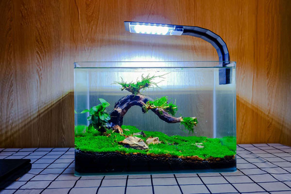 Trang trí bể cá mini đẹp và hài hòa với không gian sống