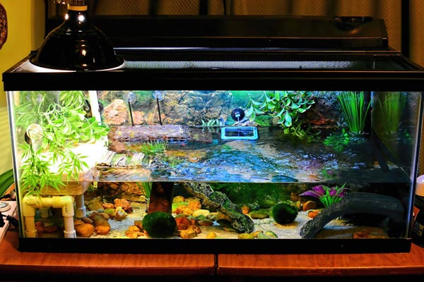 Hướng dẫn lắp đặt hệ thống lọc hiệu quả cho bể cá nhỏ