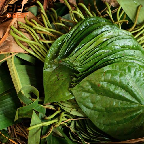 trị gàu bằng lá trầu không