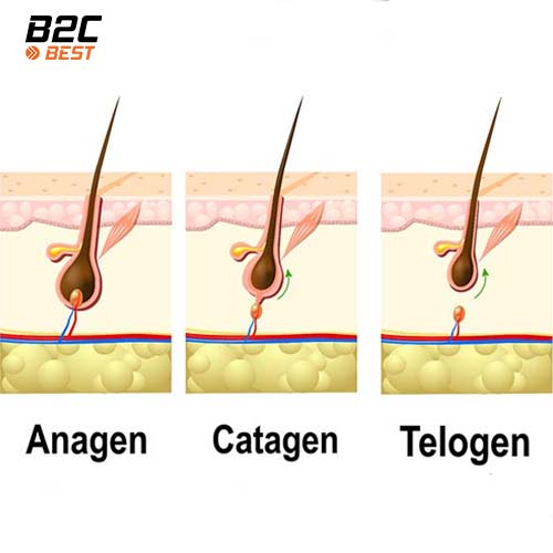 tìm hiểu về tóc và các ảnh hưởng đến tốc độ mọc tóc