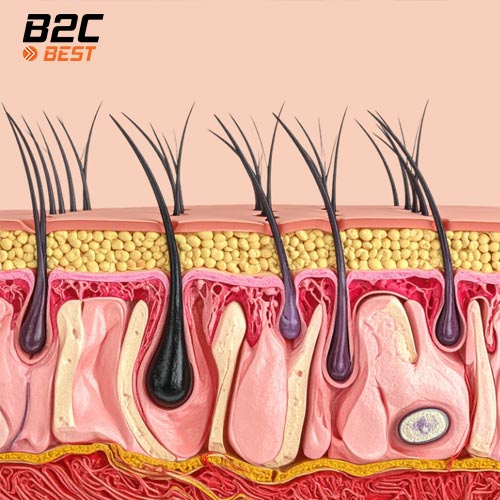 da đầu và da cơ thể khác gì nhau