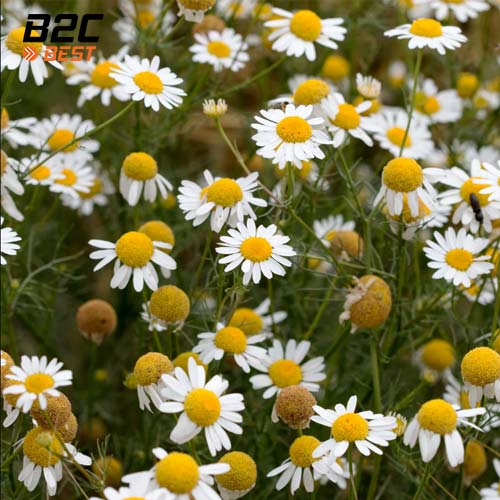 hoa cúc la mã thành phần tự nhiên tốt nhất trong dung dịch vệ sinh