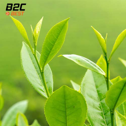 trà xanh thành phần tự nhiên tốt nhất trong dung dịch vệ sinh