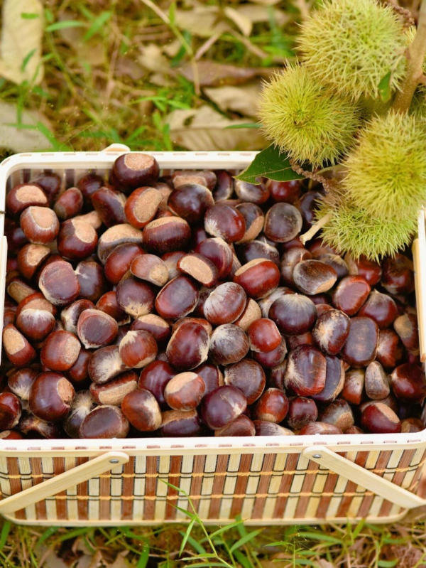 hạt dẻ Long An, Nam Ninh