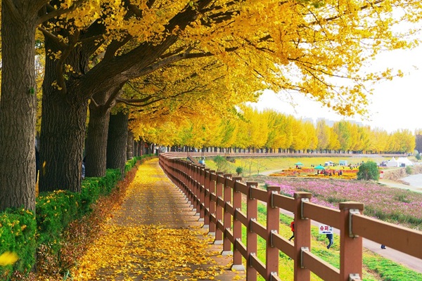 Asan Gingko Tree Road - địa điểm check-in đẹp Hàn Quốc Asan Gingko Tree Road - địa điểm check-in đẹp Hàn Quốc