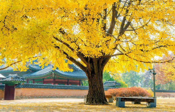 Địa điểm du lịch Hàn Quốc mùa thu nổi tiếng Địa điểm du lịch Hàn Quốc mùa thu nổi tiếng