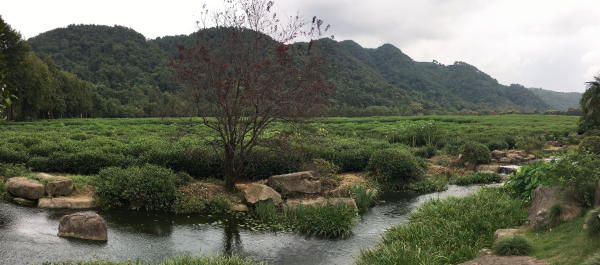 Bảo tàng Trà Trung Quốc – Hàng Châu