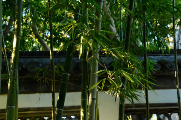 Sao lại gọi là Cá Viên