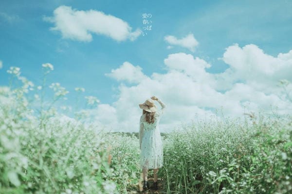 Đà Lạt đẹp bốn mùa hoa 26