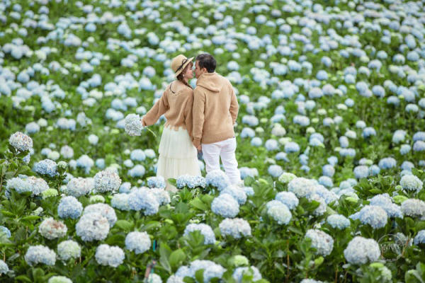 Thung Lũng Hoa Cẩm Tú Cầu Đà Lạt Thung Lũng Hoa Cẩm Tú Cầu Đà Lạt