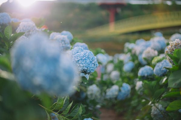 Đà Lạt đẹp bốn mùa hoa 16