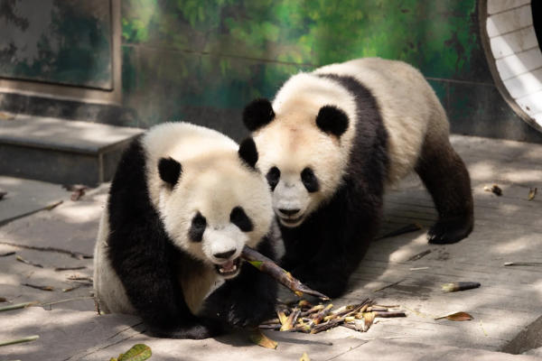 Trung tâm bảo tồn gấu trúc Bích Phong Hiệp 2