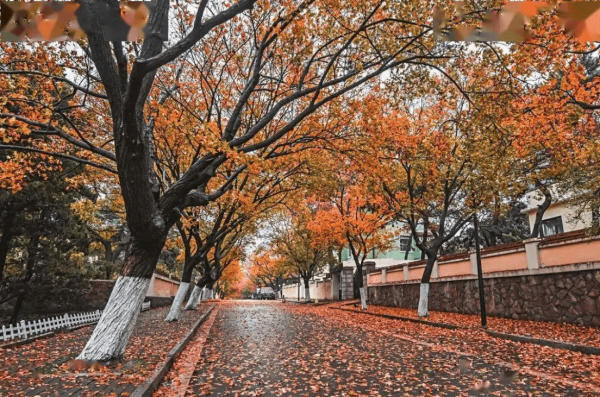 Bát Đại Quan Thanh Đảo