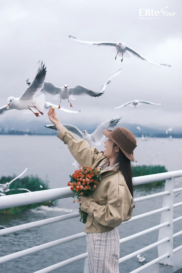 chim hải âu hồ Điền Trì