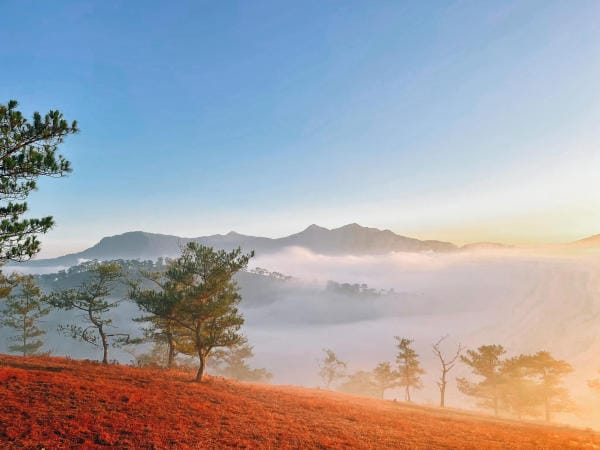 Đà Lạt đẹp bốn mùa hoa 31