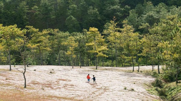 Đà Lạt đẹp bốn mùa hoa 29