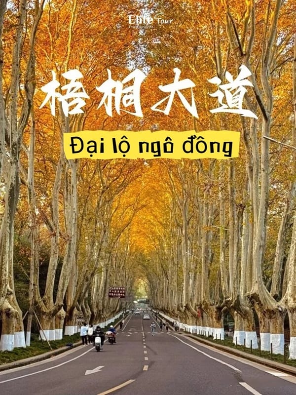 Giải đáp câu hỏi thường gặp về con đường cây ngô đồng ở Nam Kinh