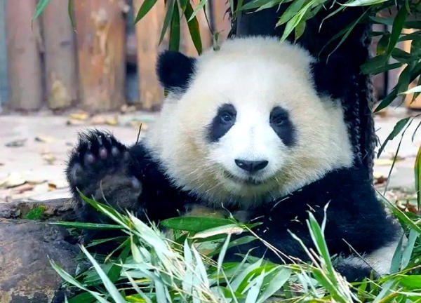 gấu trúc Tứ Xuyên