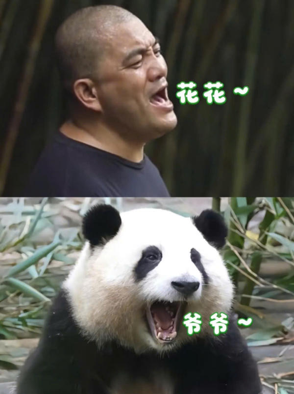 gấu trúc Hoa Hoa