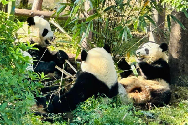 Gấu trúc Thành Đô,Tứ Xuyên