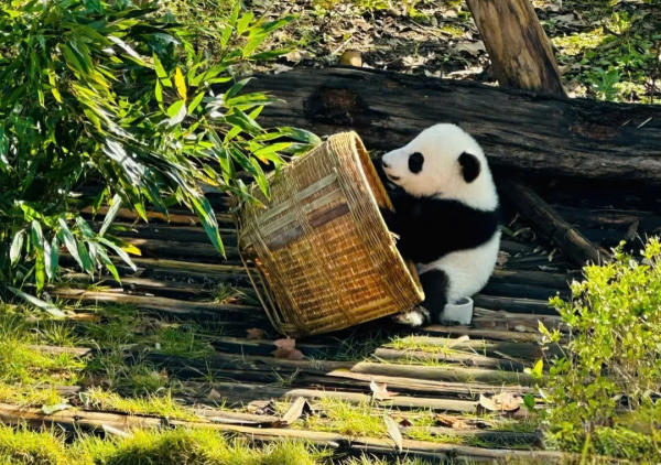 Gấu trúc Thành Đô
