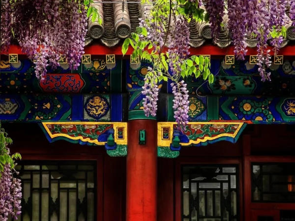 Vườn tử đằng trong Cung Vương Phủ