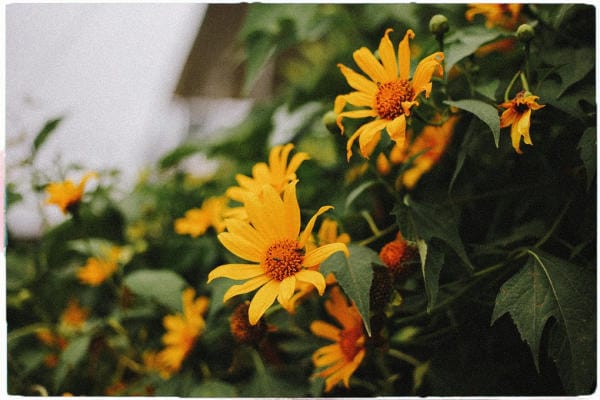 Đà Lạt đẹp bốn mùa hoa 21