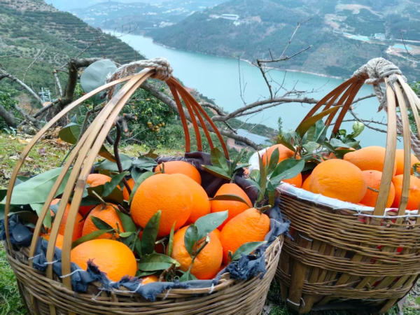 Cam rốn Phụng Tiết - đặc sản Trùng Khánh