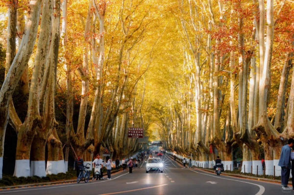 Tour Nam Kinh - Đại lộ ngô đồng