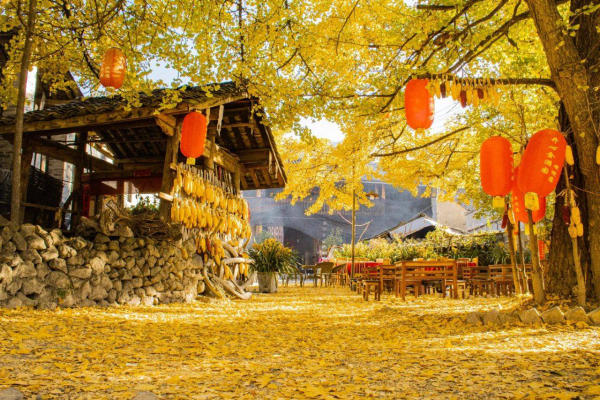 Cảnh đẹp Trung Quốc mùa thu: Làng bạch quả ở Đằng Xung, Vân Nam Cảnh đẹp Trung Quốc mùa thu: Làng bạch quả ở Đằng Xung, Vân Nam