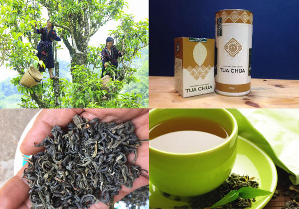 Chè Shan tuyết - Đặc sản Điện Biên mua về làm quà Chè Shan tuyết - Đặc sản Điện Biên mua về làm quà