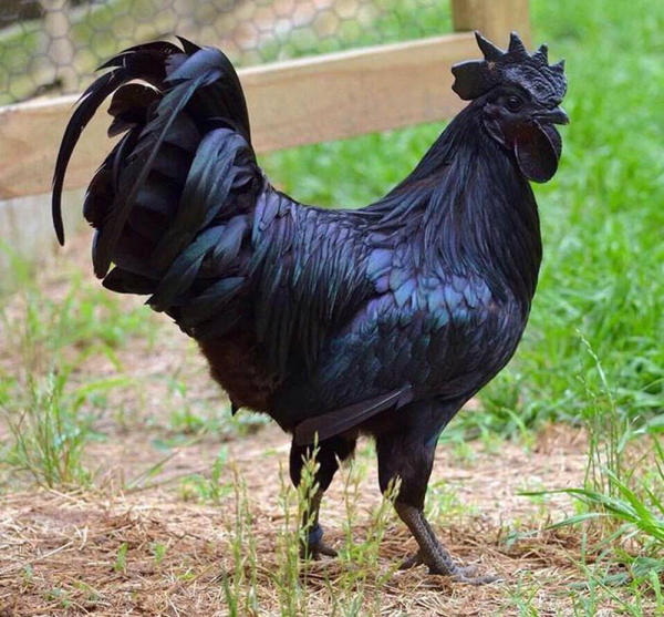 Món ăn ngon Điện Biên 02 Món ăn ngon Điện Biên 02