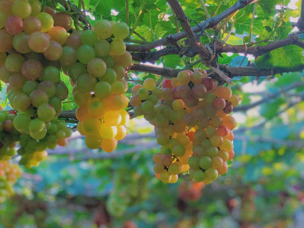 Kinh nghiệm du lịch vùng đất nho Ninh Thuận 25