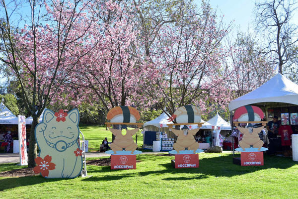 lễ hội hoa anh đào ở Mỹ